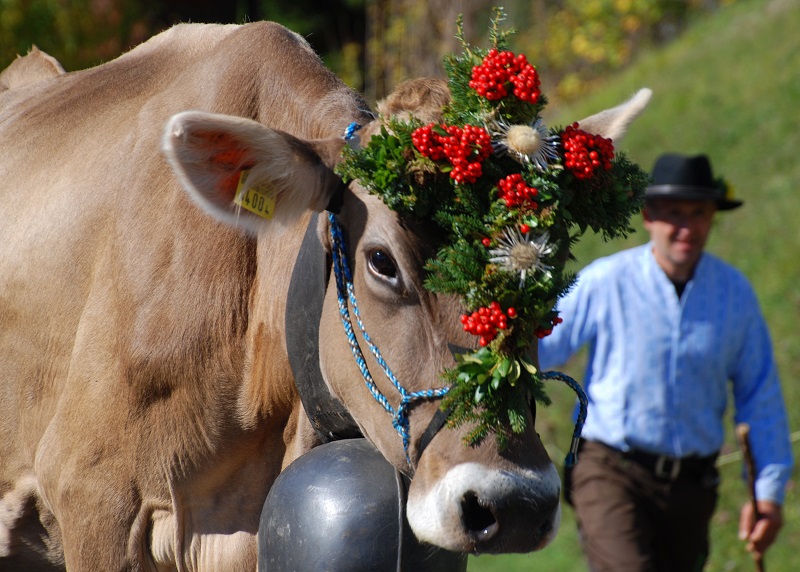 Seewis im Prattigau Alpabgang (12)