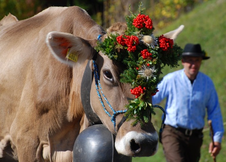 Seewis im Prattigau Alpabgang (12)