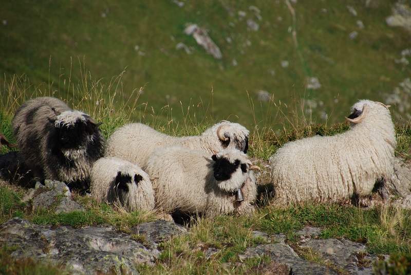 Beautiful Sheep – 52 Cheeses