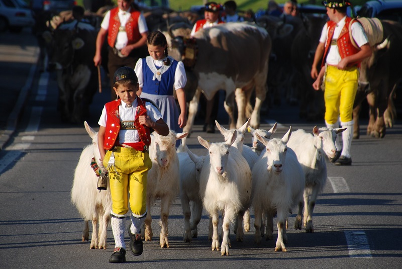 Goats and Appenzell boy