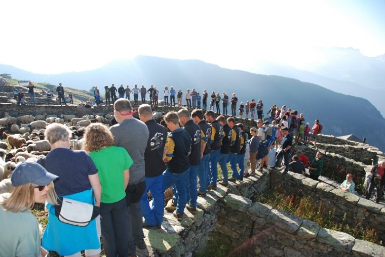 Ready for sorting sheep