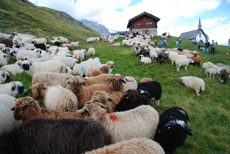 Sheep on the Belalp