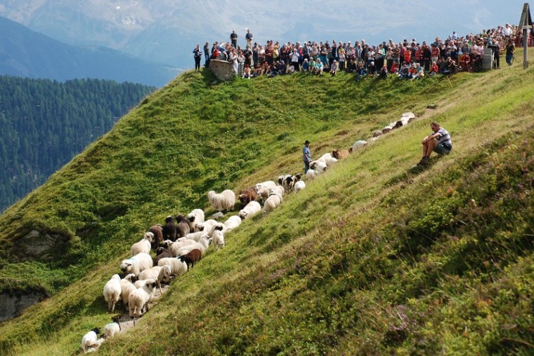 Sheep to the Belalp