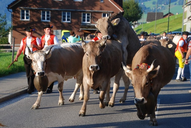 Unruly Cows in Appenzell